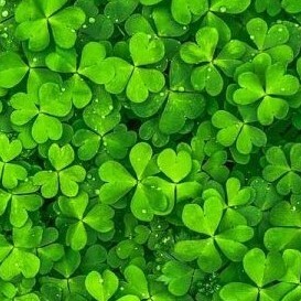 Shamrock Plant for GP newsletter